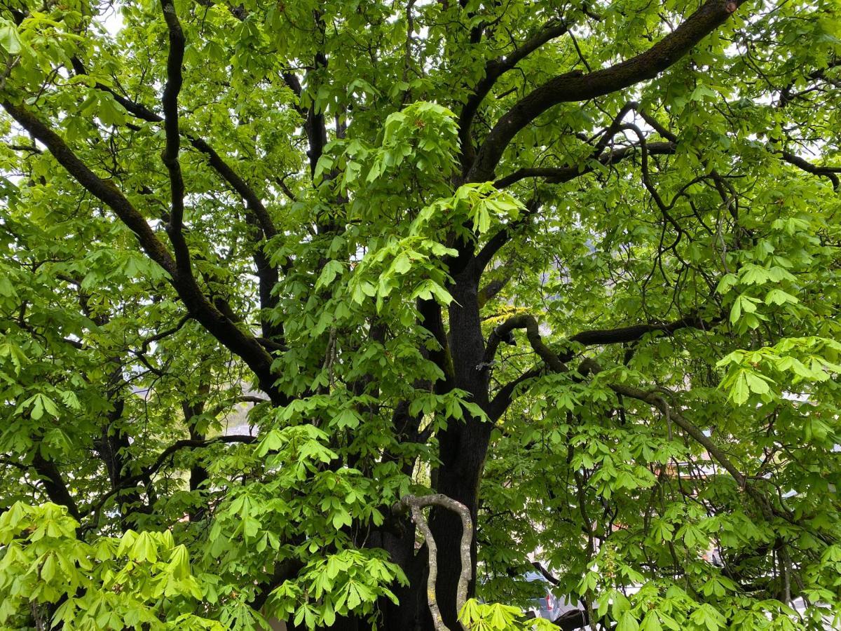 Green Corner Of Bovec - Apartment ボヴェツ エクステリア 写真